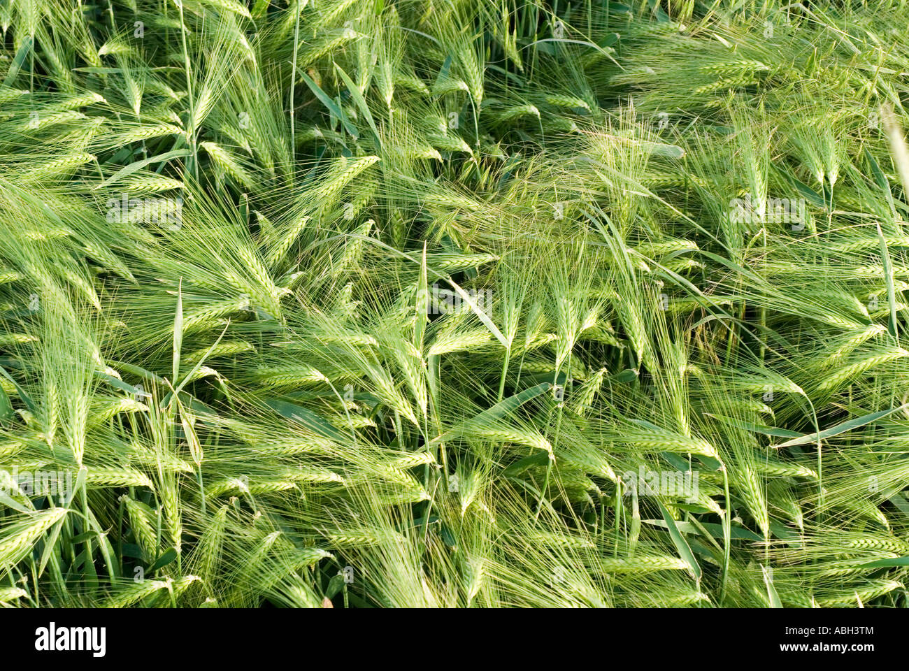 Barely there hi-res stock photography and images - Alamy