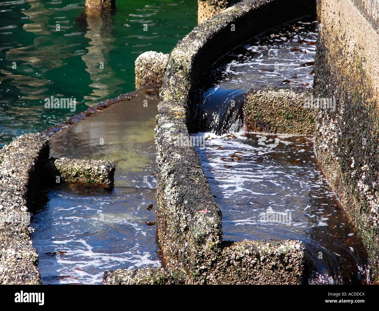 Seattle fish ladder hires stock photography and images Alamy
