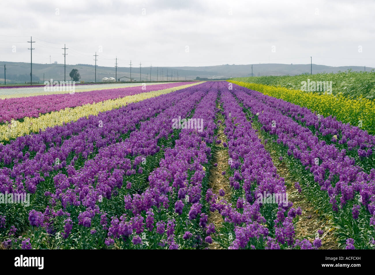Flower fields in Lompoc Stock Photo Alamy