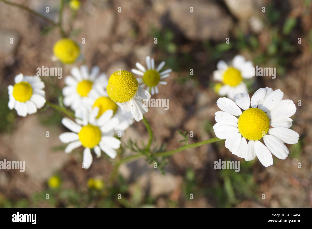 Dog fennel hires stock photography and images Alamy