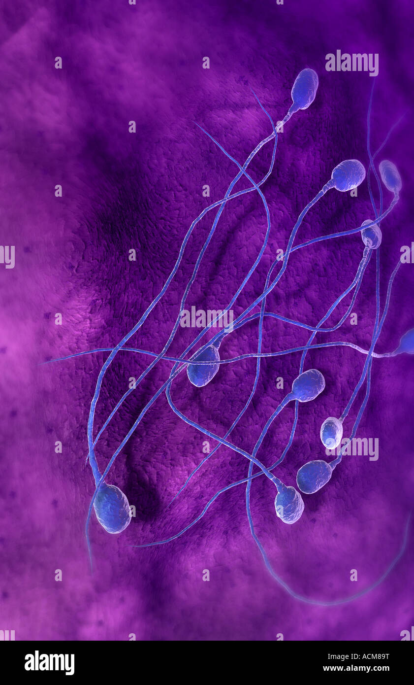 Human sperm cells hires stock photography and images Alamy