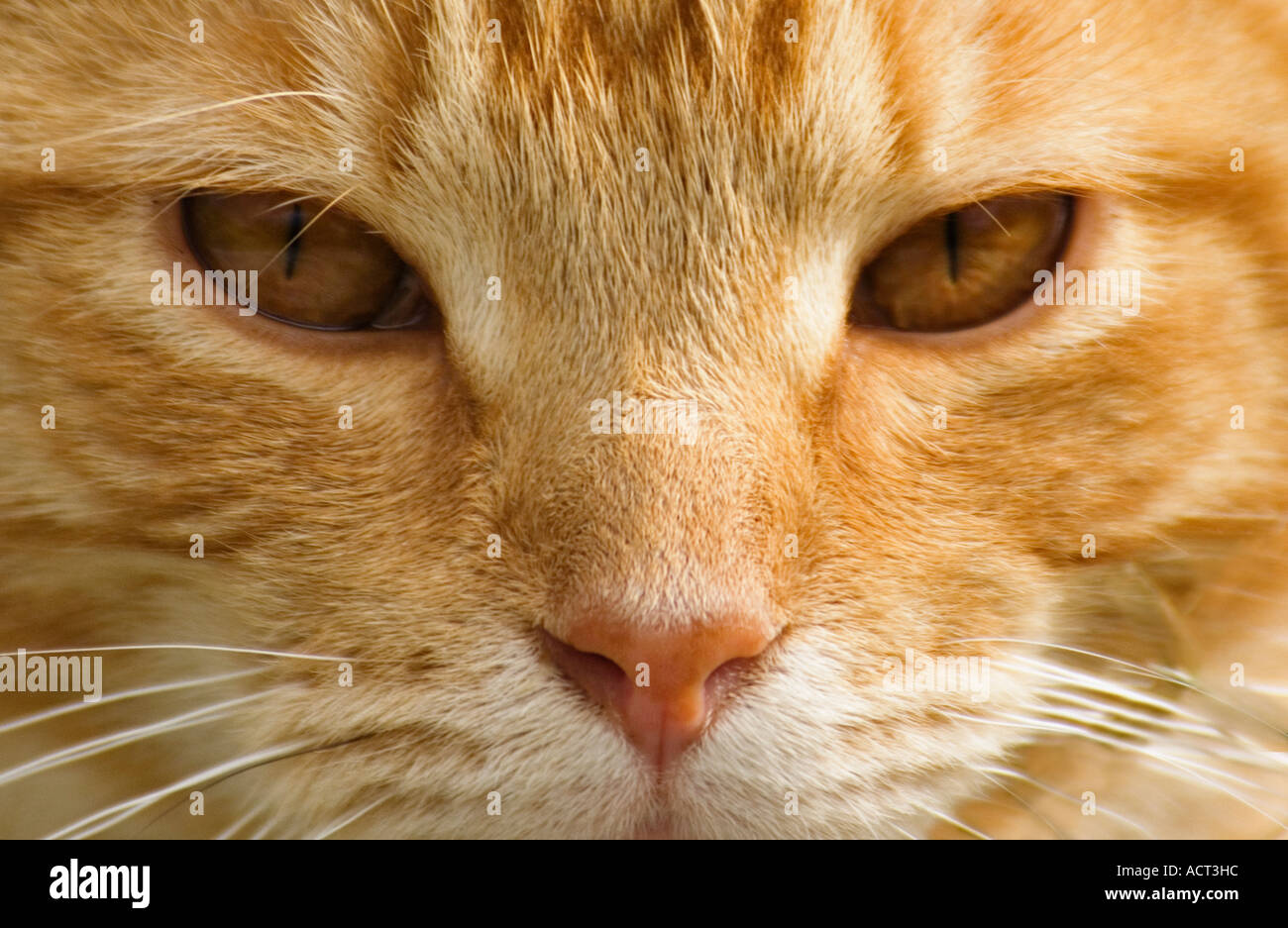 Orange Tabby Cats Face Stock Photo Alamy