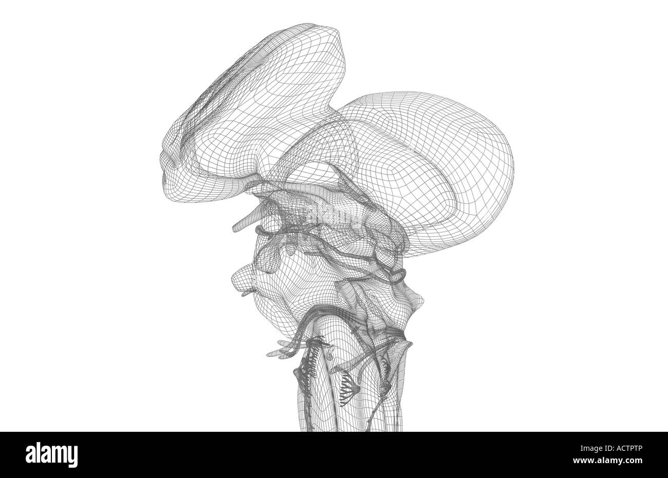 Cerebral peduncle hires stock photography and images Alamy