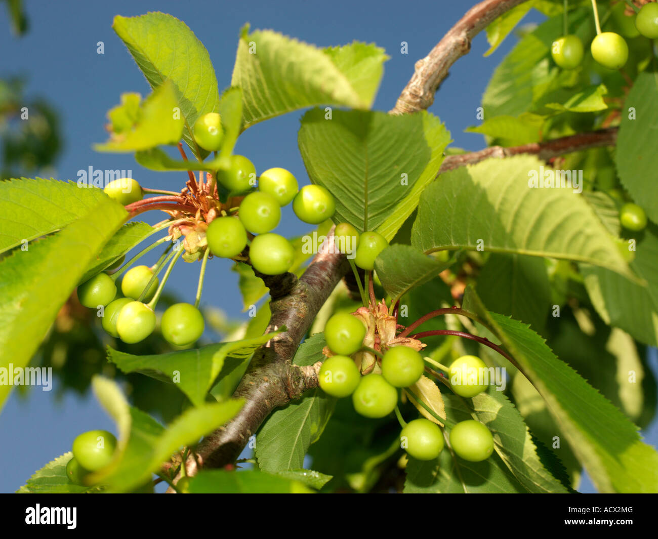 Green Cherries Developing on Cherry Tree Stock Photo Alamy