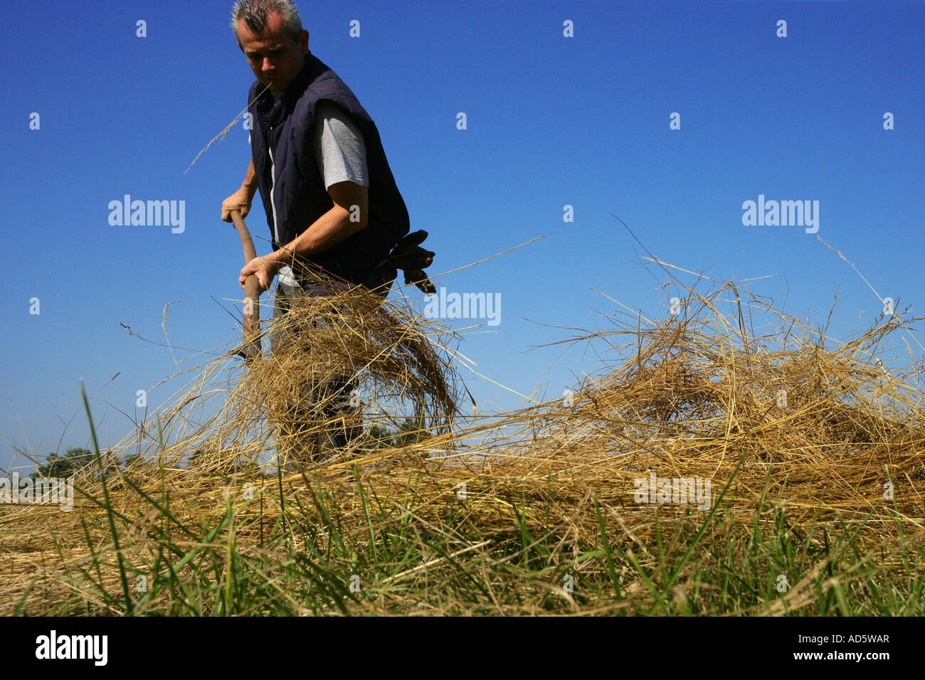 Worker using a hayfork Stock Photo Alamy
