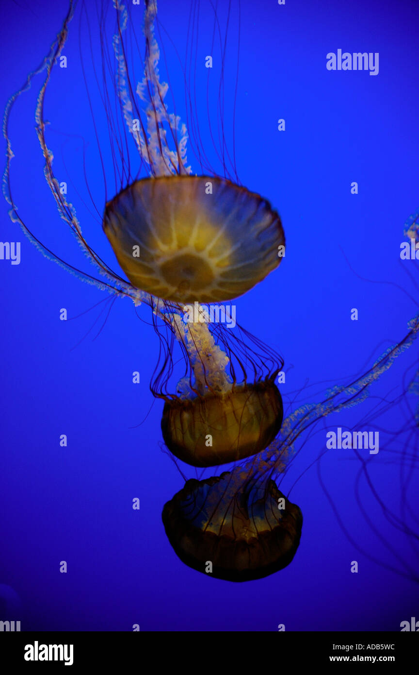 Phylum cnidaria jellyfish hires stock photography and images Alamy