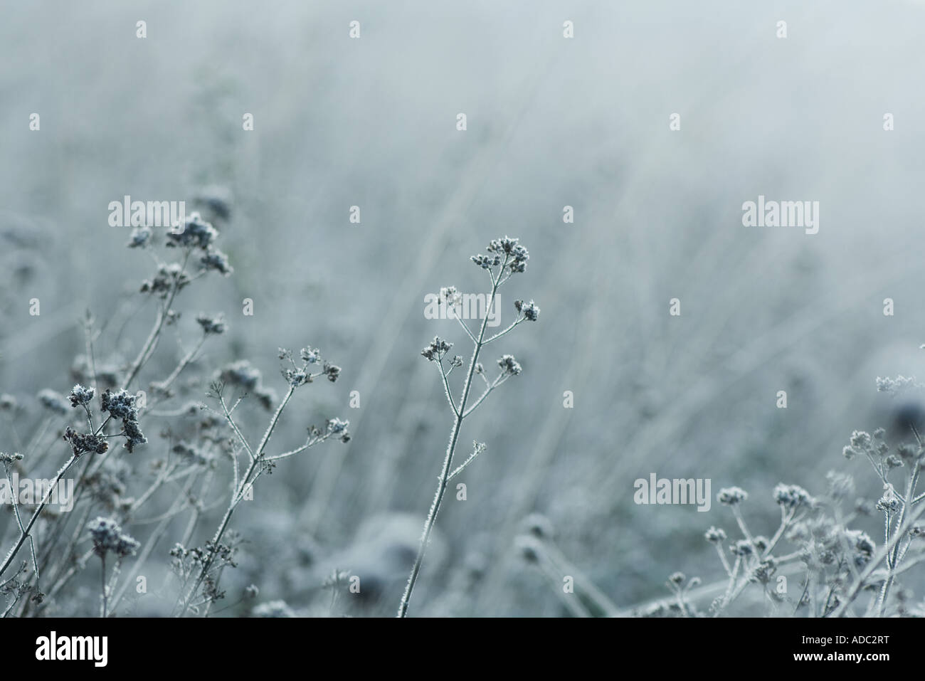Frost on vegetation Stock Photo Alamy