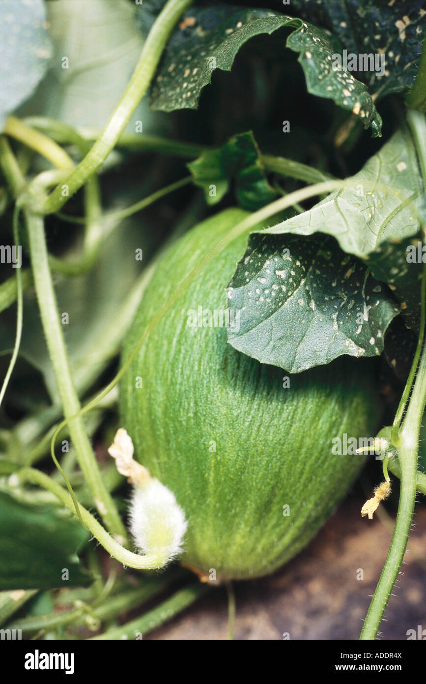 Honeydew melon growing Stock Photo 13389097 Alamy