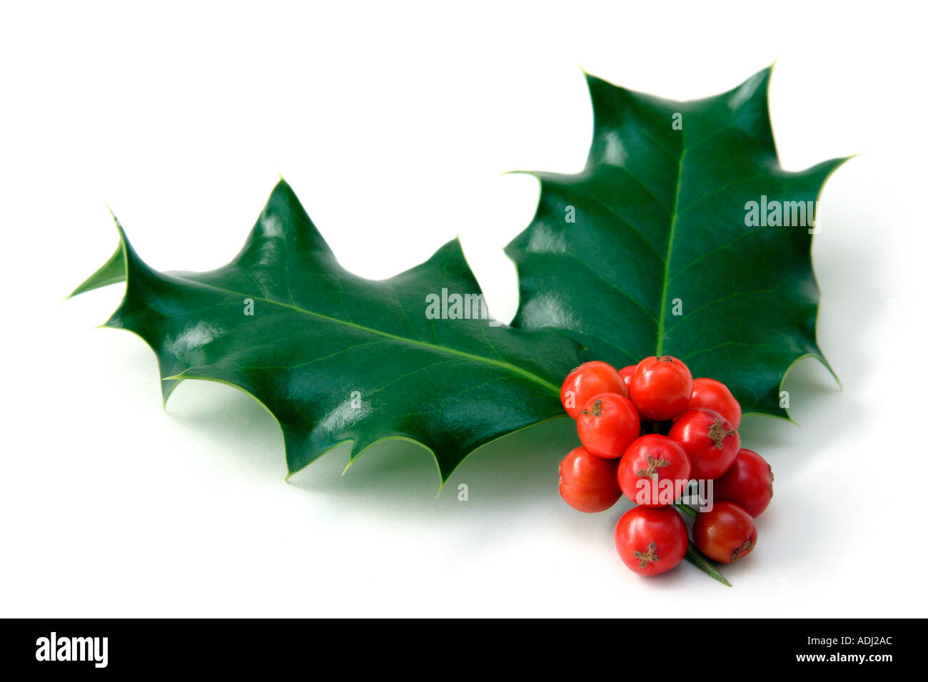 Bright green holly leaves Cut Out Stock Images & Pictures Alamy