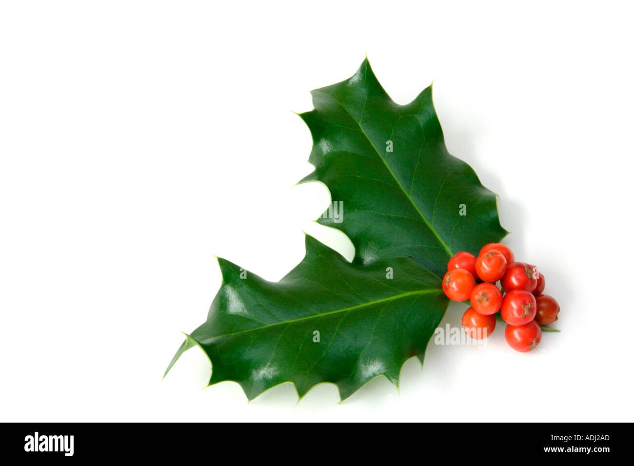 Holly leaf hires stock photography and images Alamy