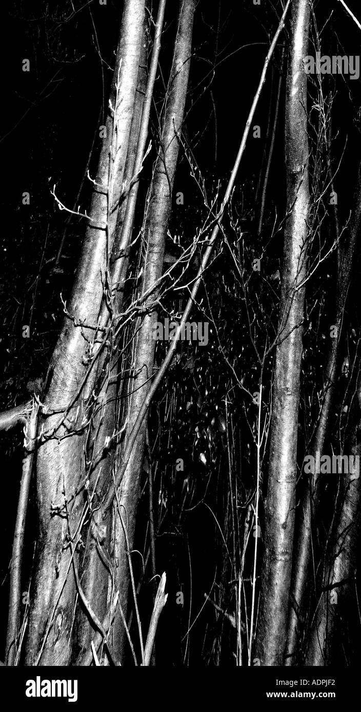 Trees growing tall Stock Photo Alamy