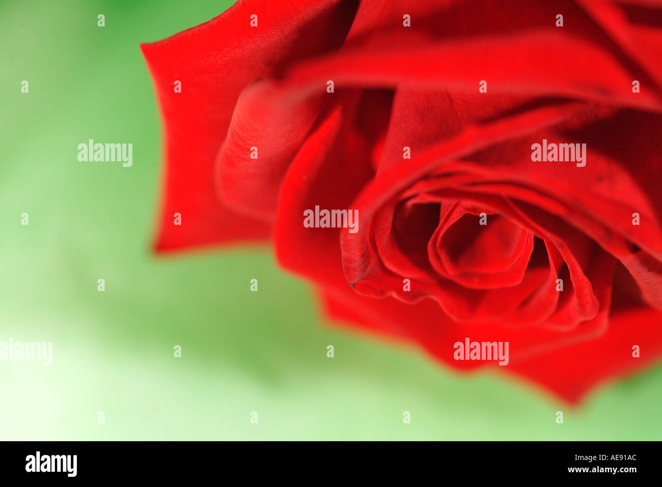 single red rose stem Stock Photo Alamy