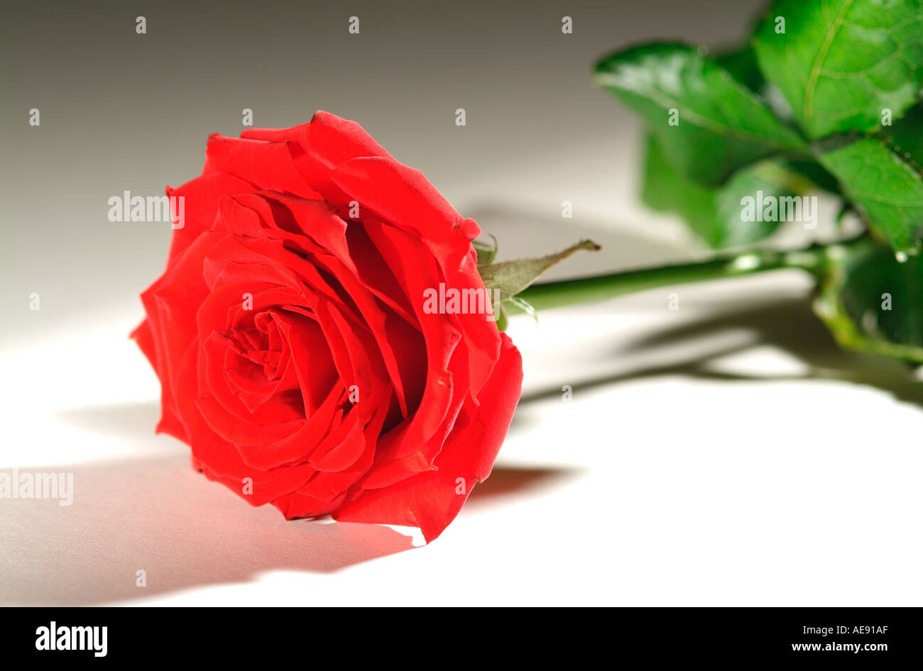 single red rose stem Stock Photo Alamy