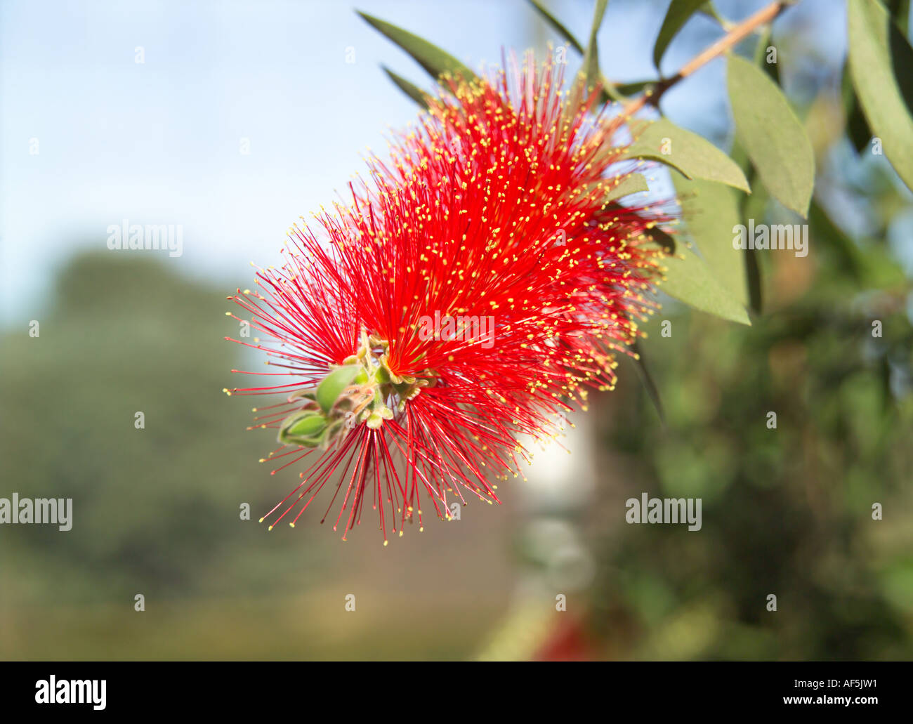 Red bottle brush plants hires stock photography and images Alamy