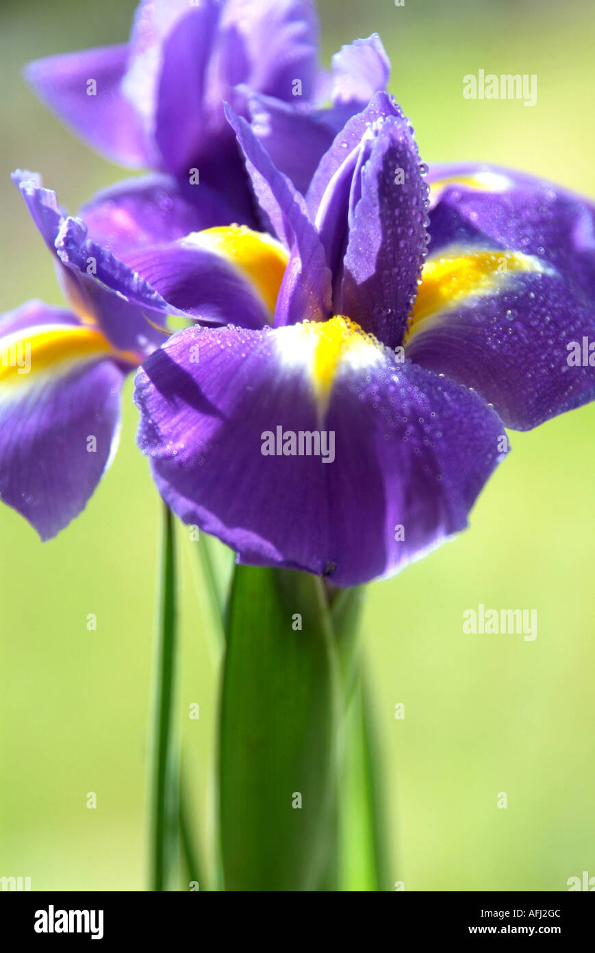 Blue Iris Flower Stock Photo Alamy