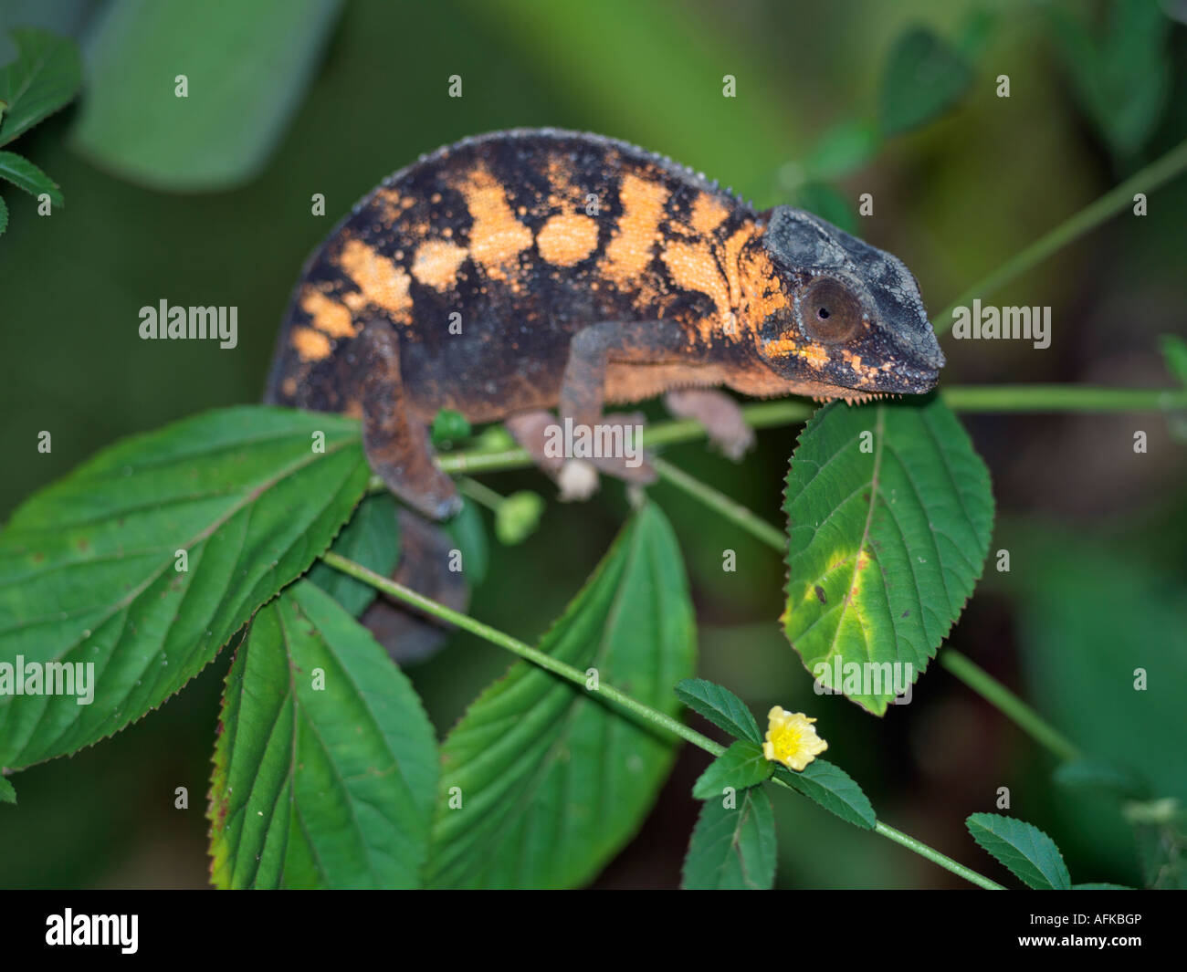 Rainforest chameleon hires stock photography and images Alamy