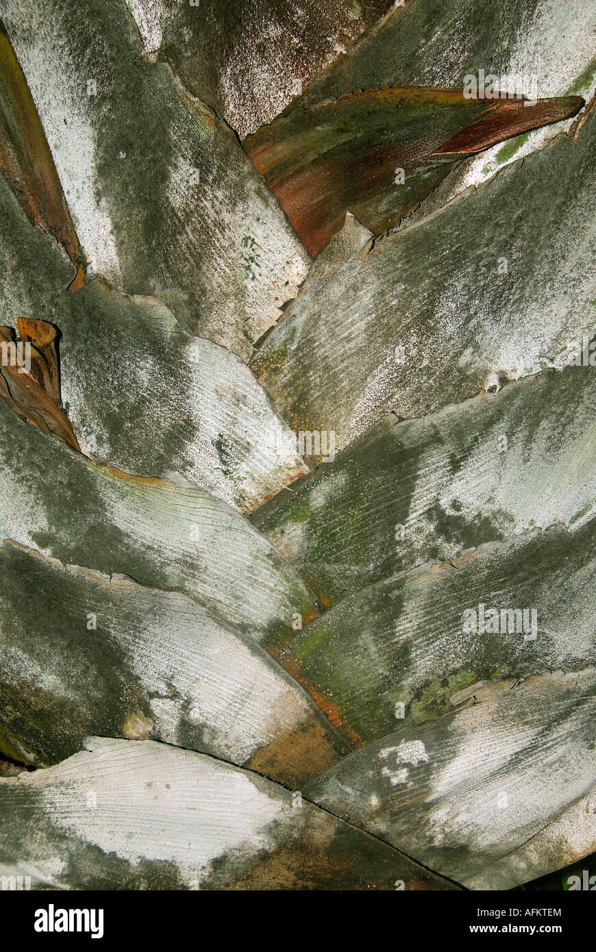 Palm tree limbs Stock Photo - Alamy