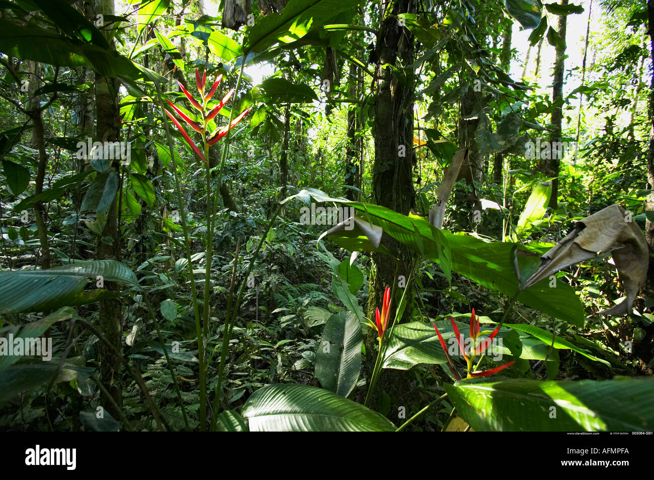 Amazon jungle Peru Stock Photo Alamy