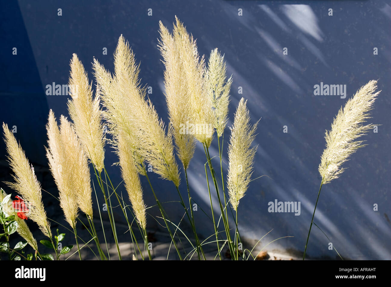 Pampas grass concept hires stock photography and images Alamy