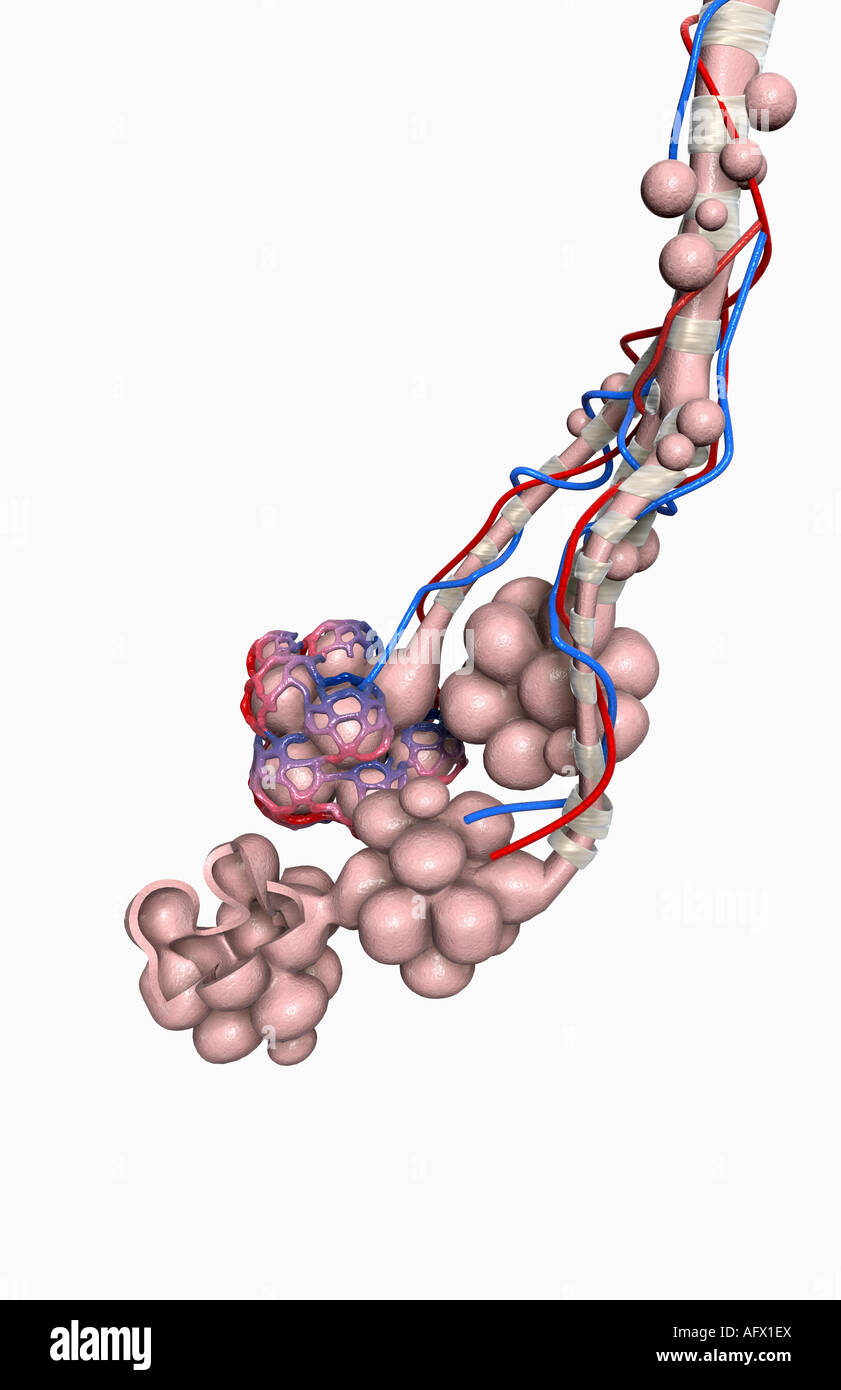 Capillary bed hires stock photography and images Alamy