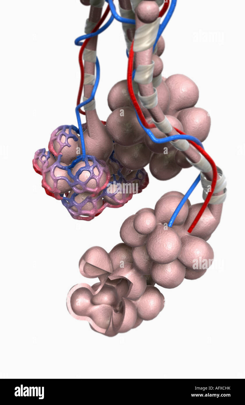 Capillary bed hires stock photography and images Alamy
