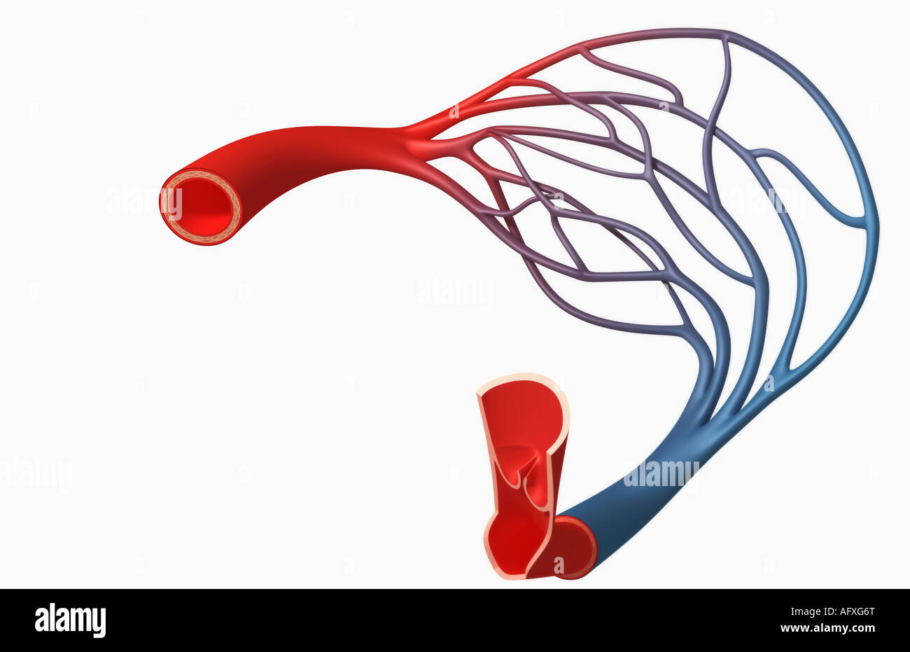 Capillary bed hires stock photography and images Alamy