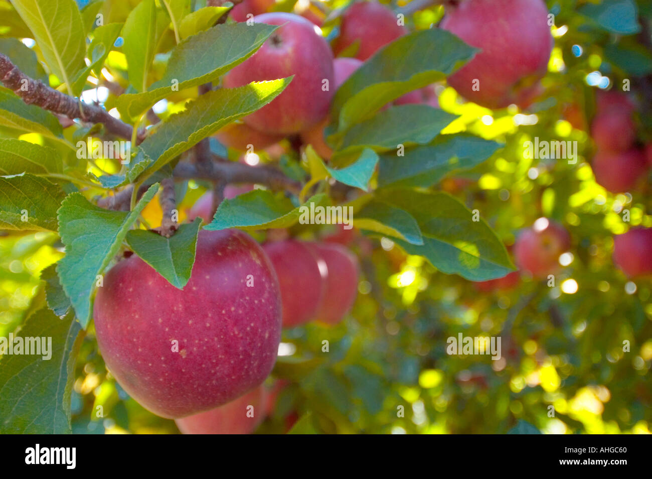 Apple orchard goodness hires stock photography and images Alamy