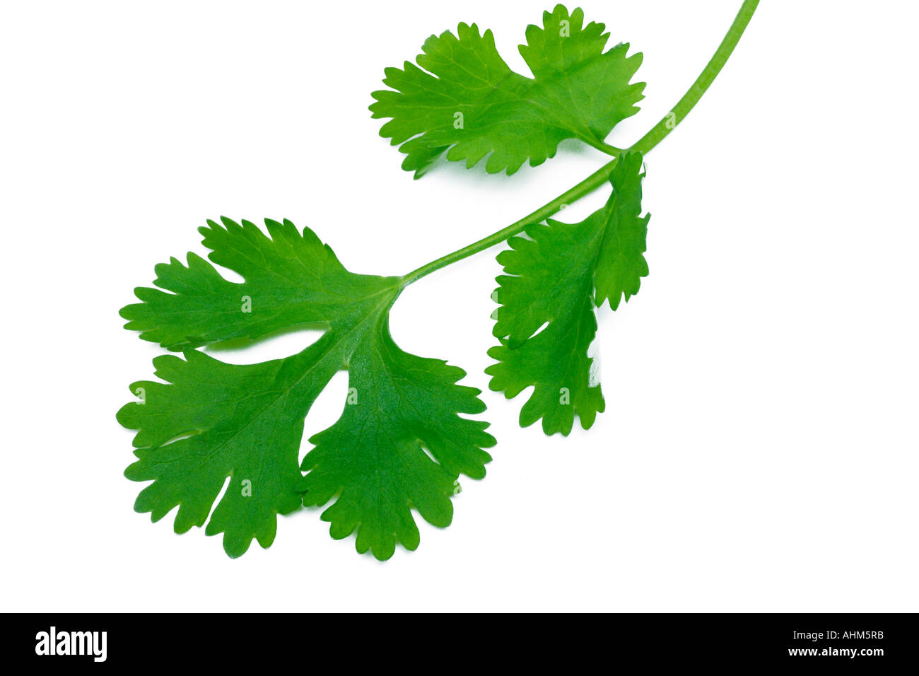 Coriander cut out hires stock photography and images Alamy