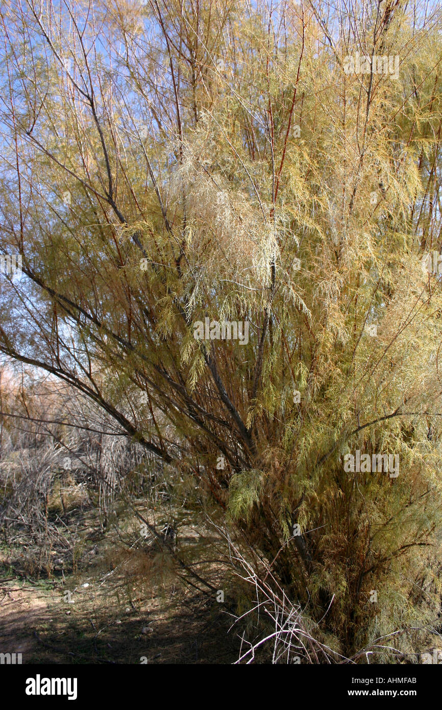 Salt cedar desert hires stock photography and images Alamy