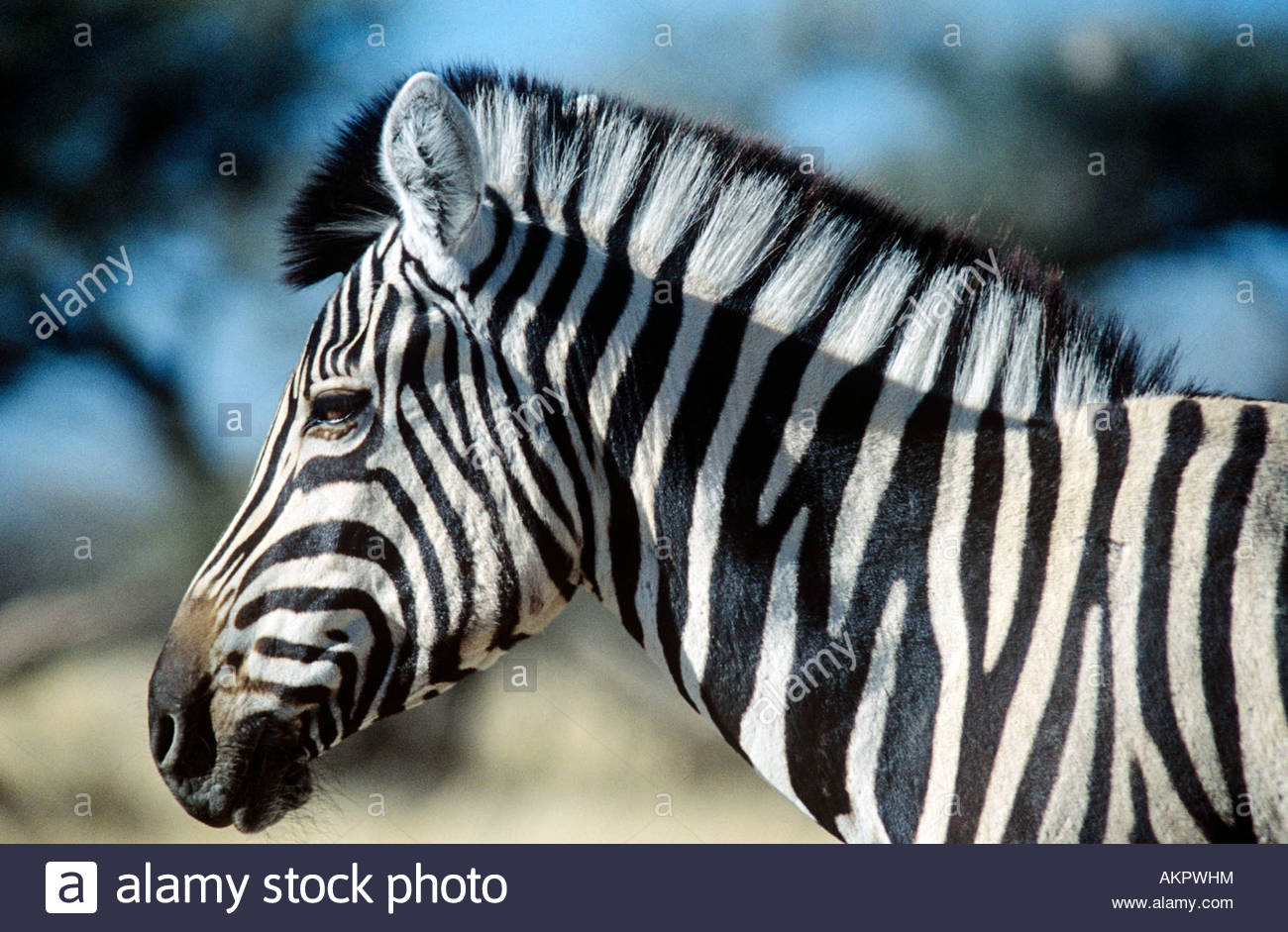 Zebra Stock Photos & Zebra Stock Images Alamy