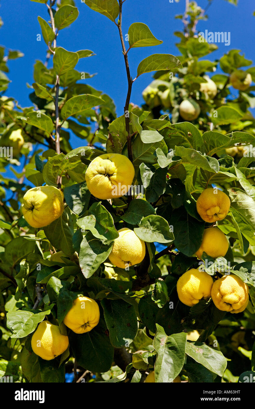 Vranja Quince Tree Buy Quince Trees Online Quality
