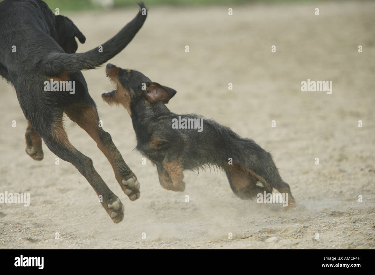 two dogs fighting Stock Photo Alamy