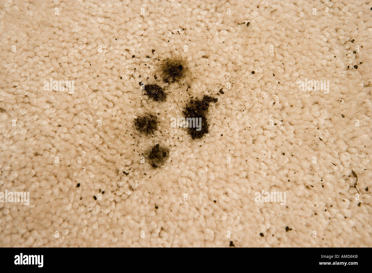 Dog muddy carpet hires stock photography and images Alamy