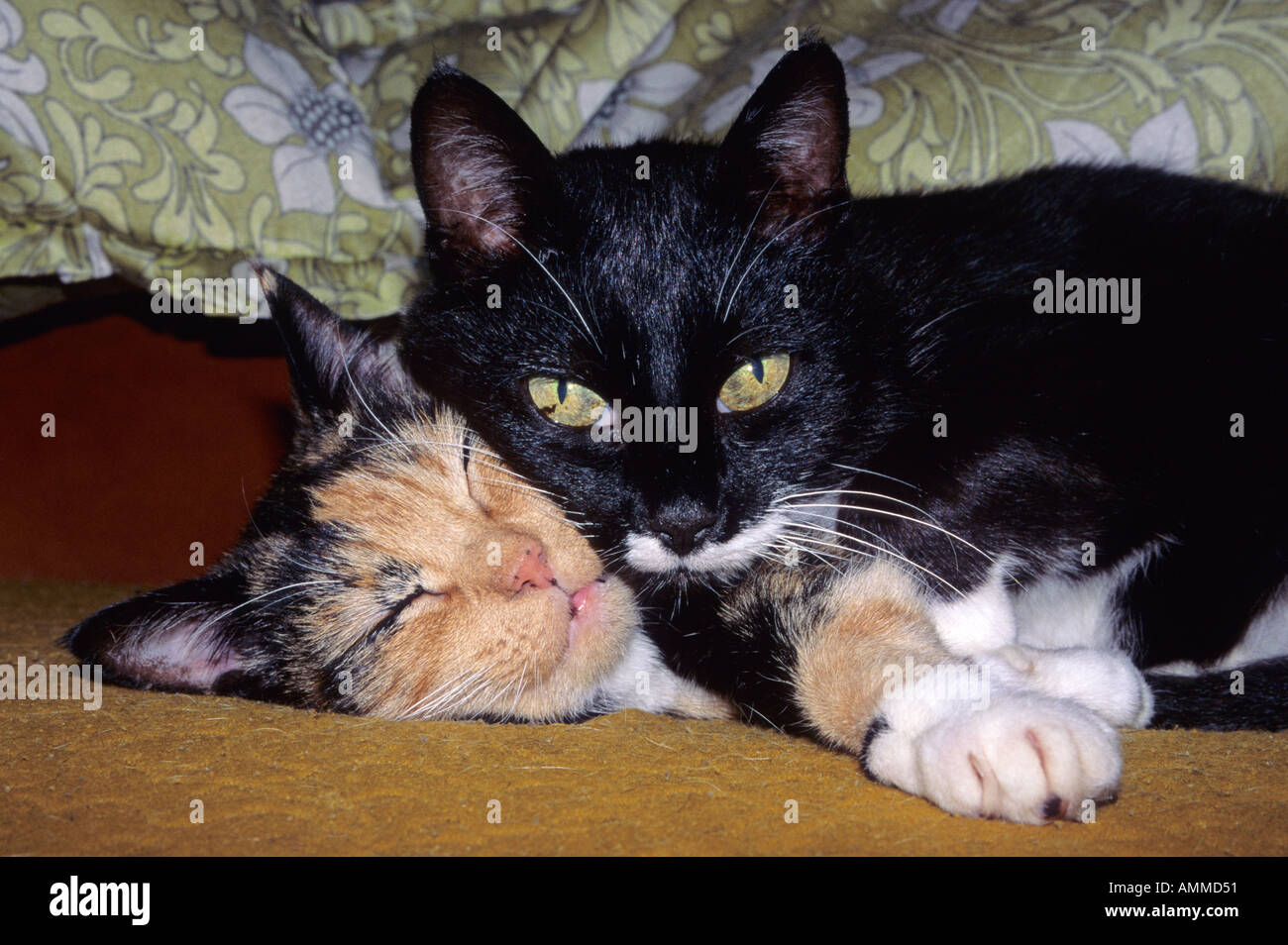 Two cats sleeping on sofa Stock Photo Alamy