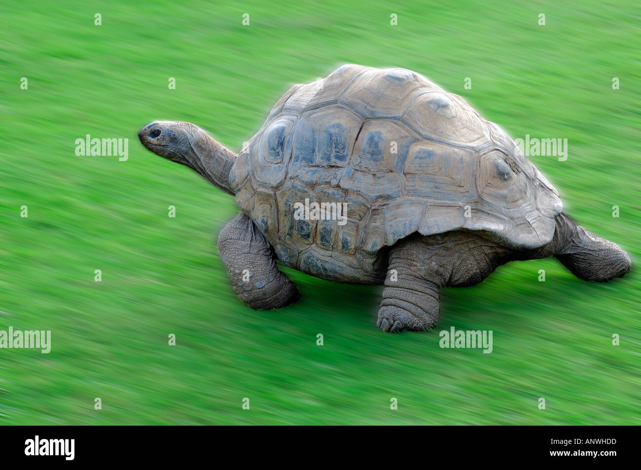 The tortoise hires stock photography and images Alamy