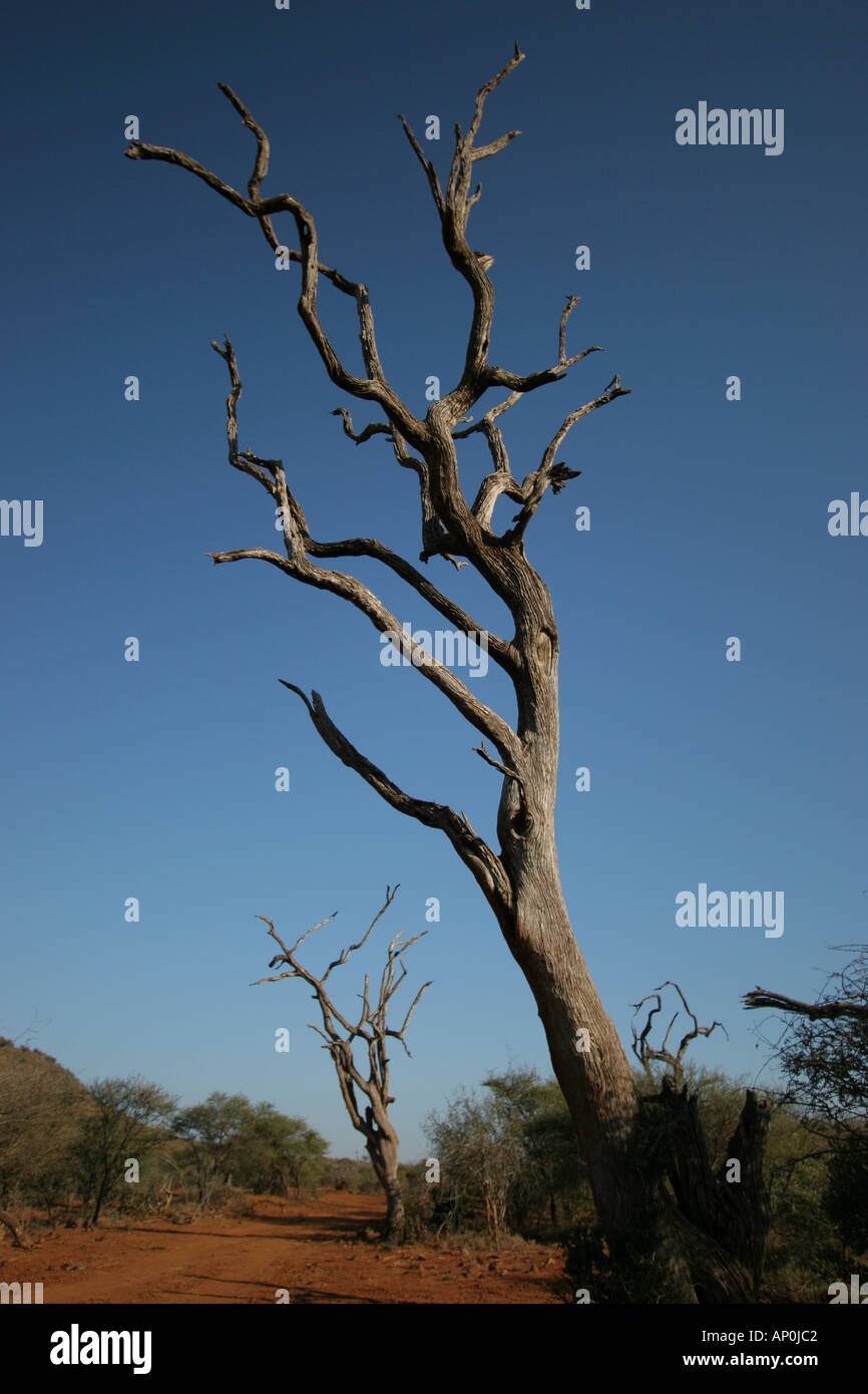 Leadwood tree boles Stock Photo Alamy