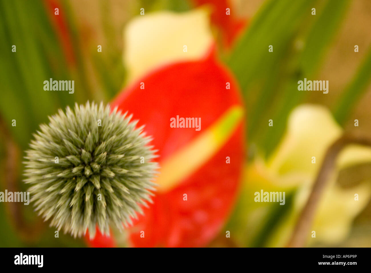 Thistle like flower heads hires stock photography and images Alamy