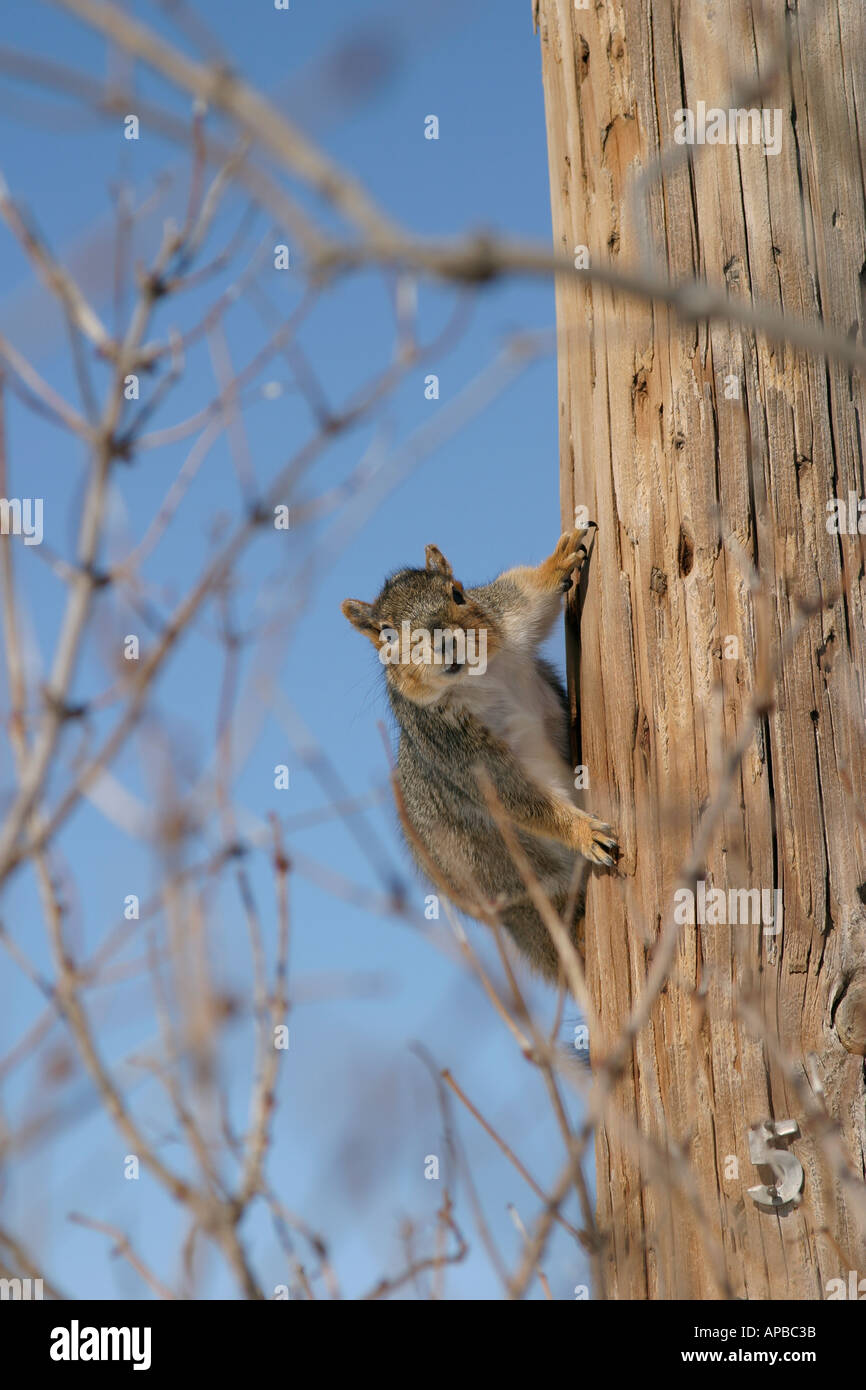 Squirrel Climbing Utility Pole Stock Photo Alamy