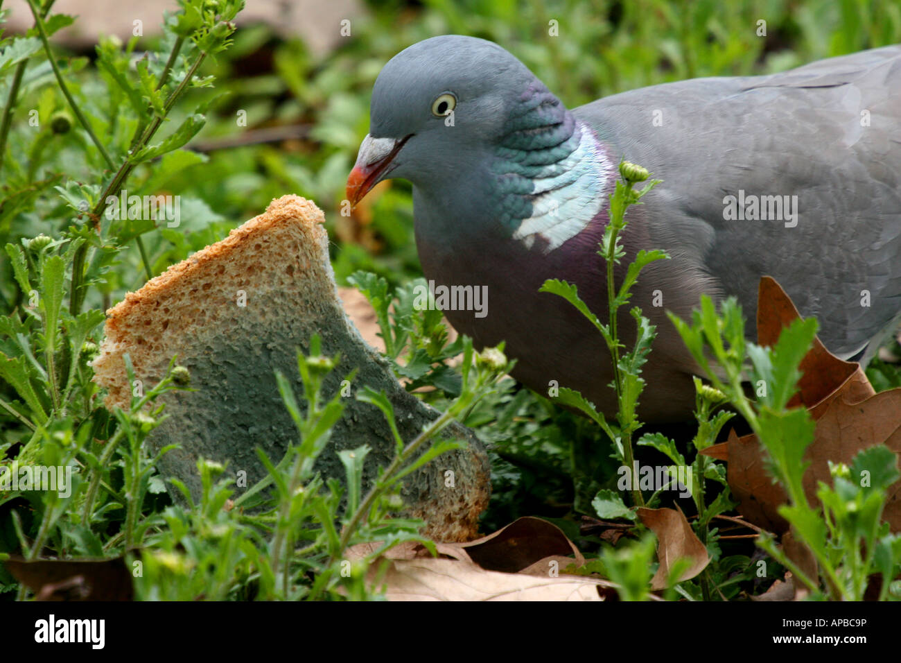 Mouldy bread hires stock photography and images Alamy