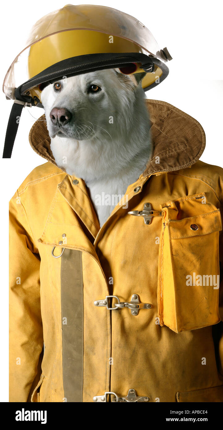 Firefighting dog hires stock photography and images Alamy