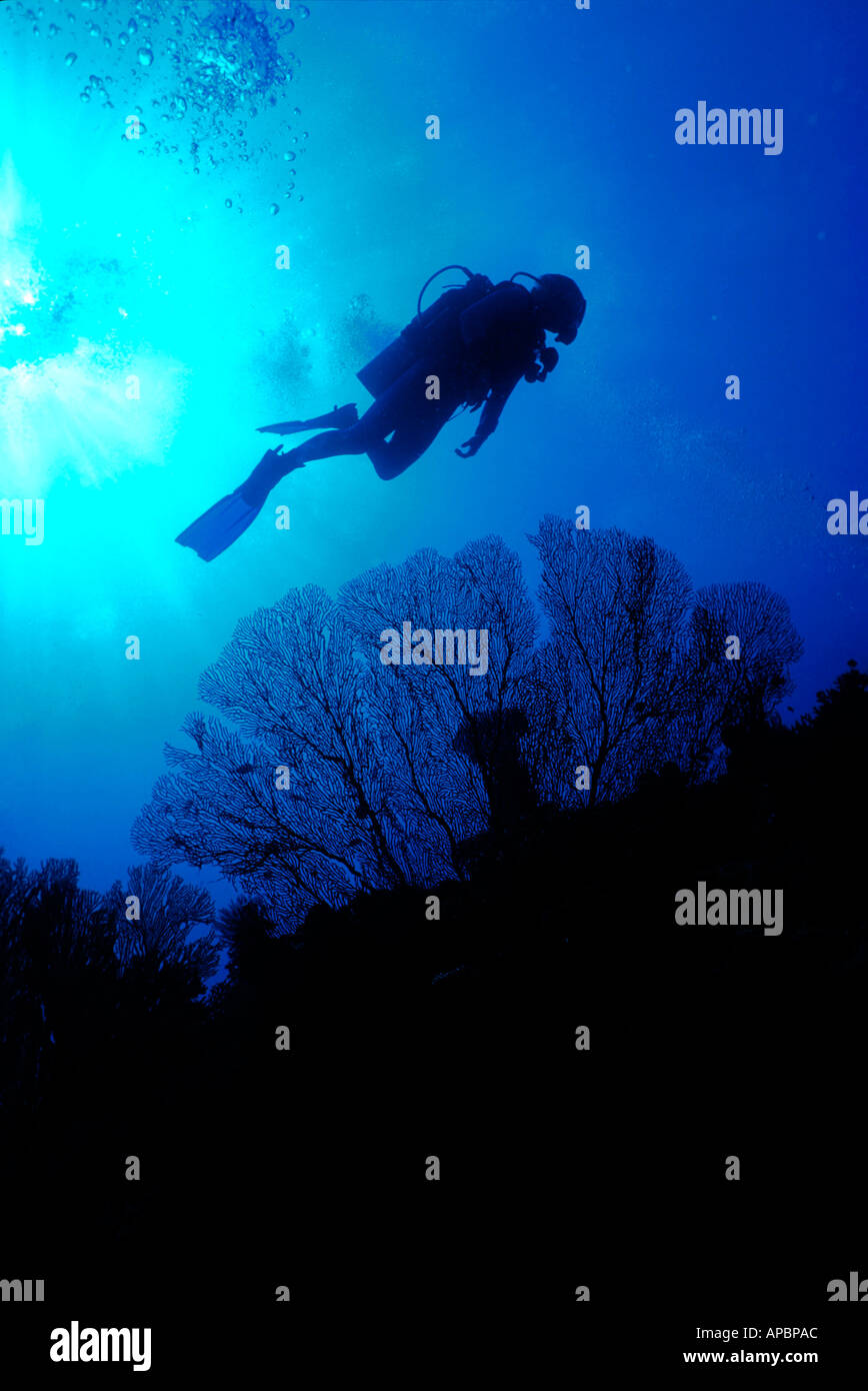 Scuba Diving Stock Photo Alamy