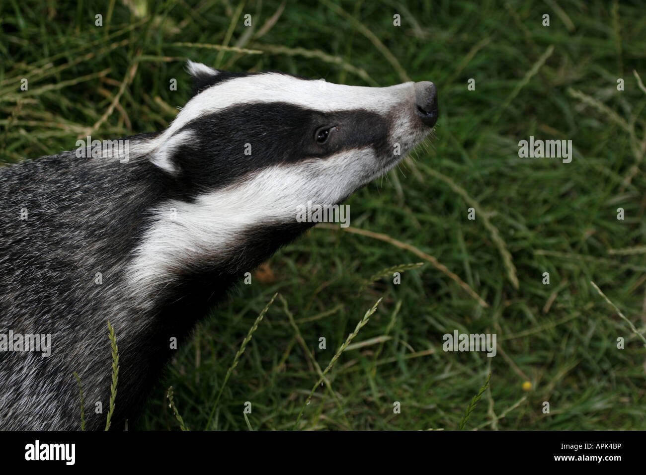Badger Head Stock Photo Alamy