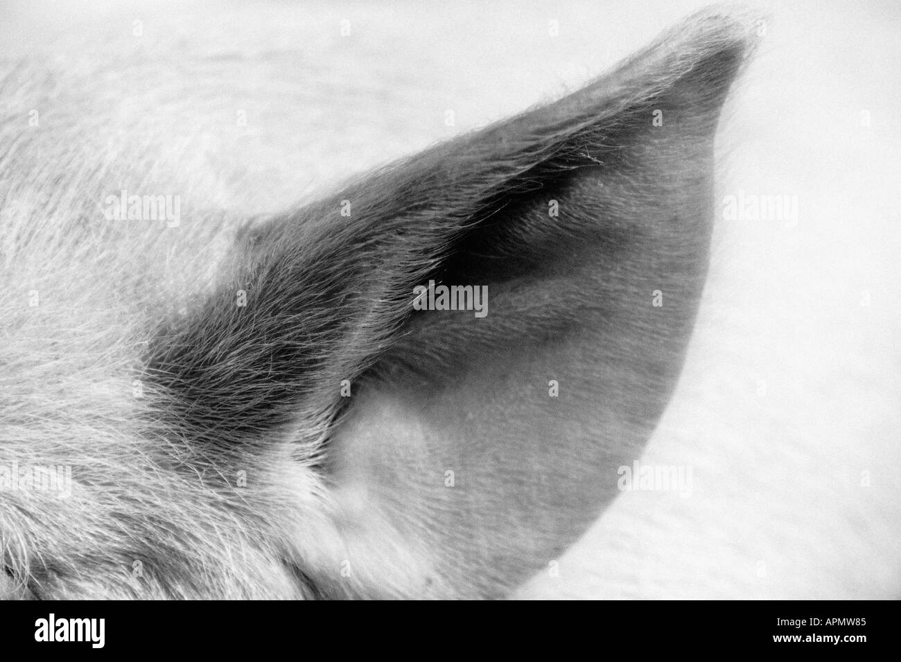 Animal ear Black and White Stock Photos & Images Alamy