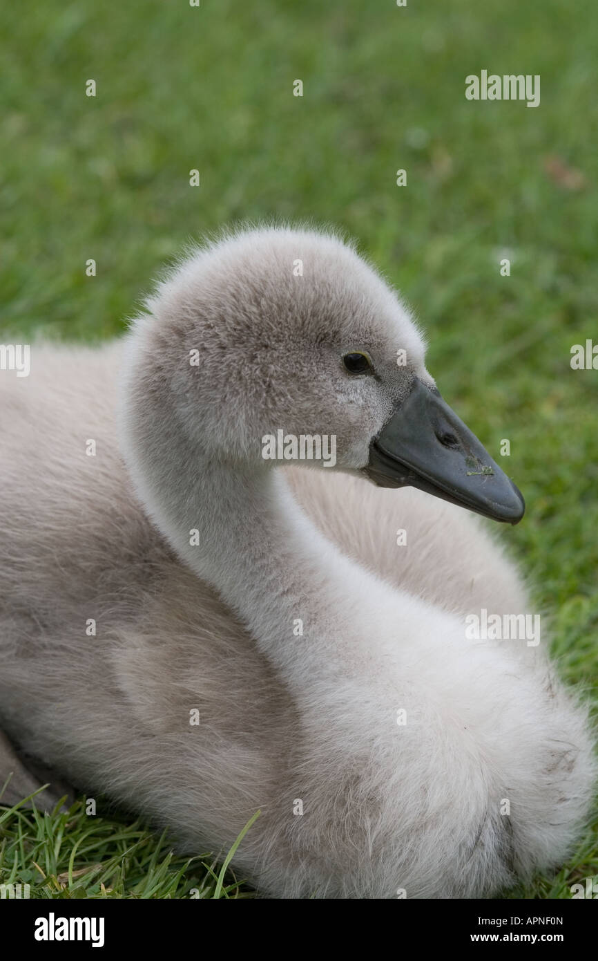 ugly duckling hires stock photography and images Alamy