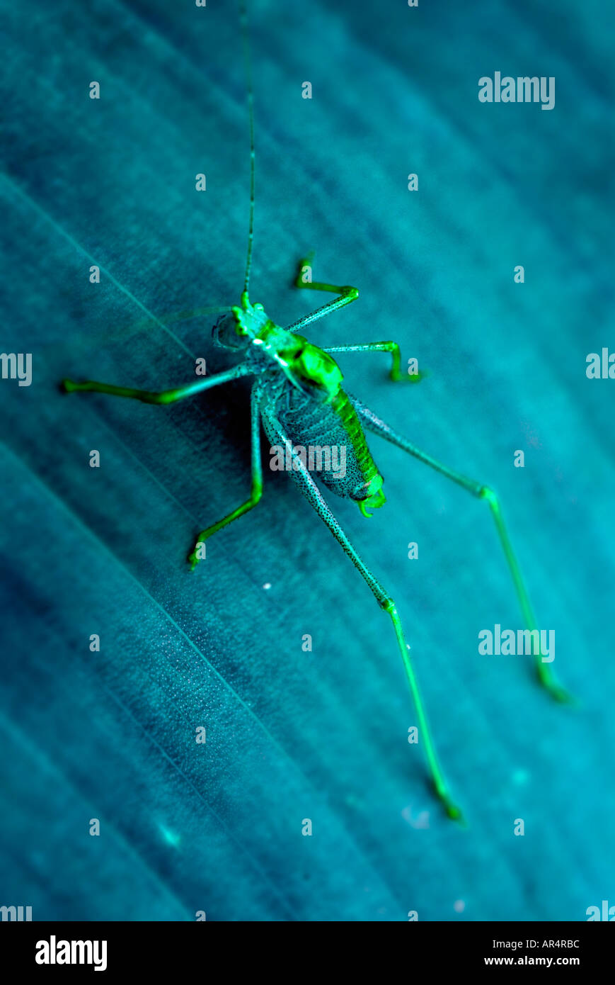 Habitat manipulation hires stock photography and images Alamy