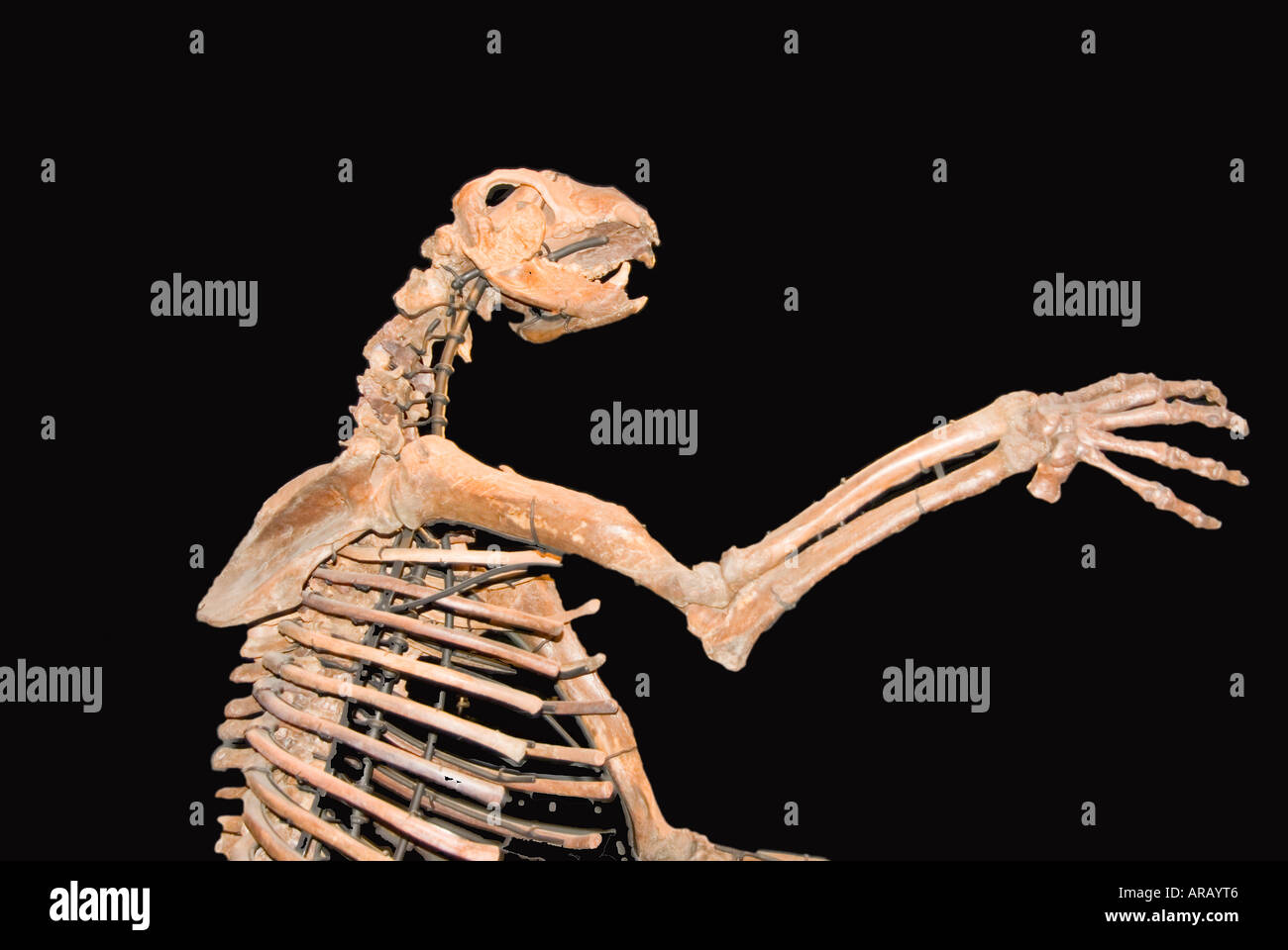 Polar bear skeleton hires stock photography and images Alamy