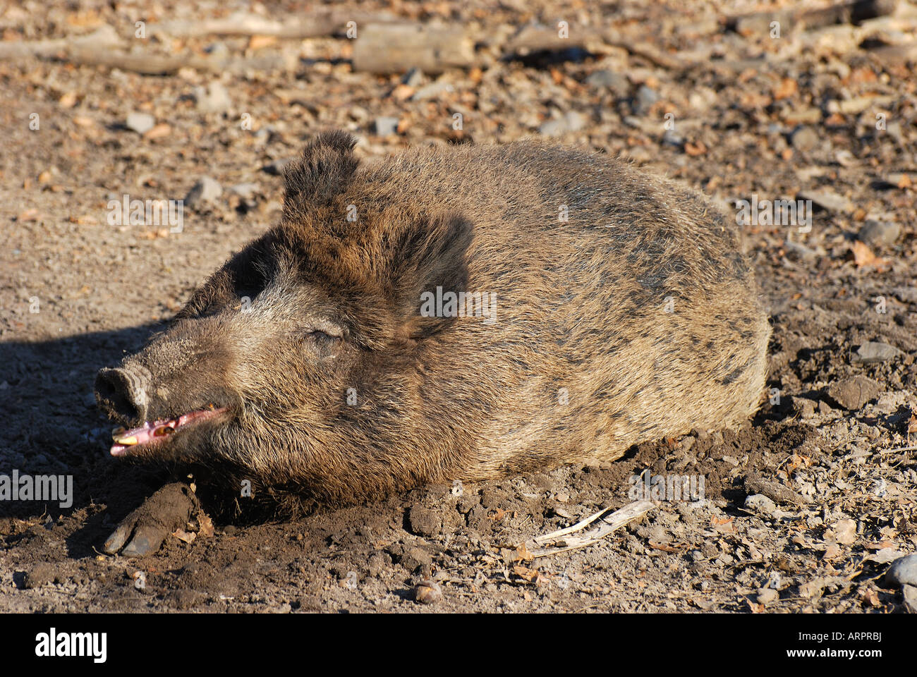 Hog Hair High Resolution Stock Photography and Images Alamy