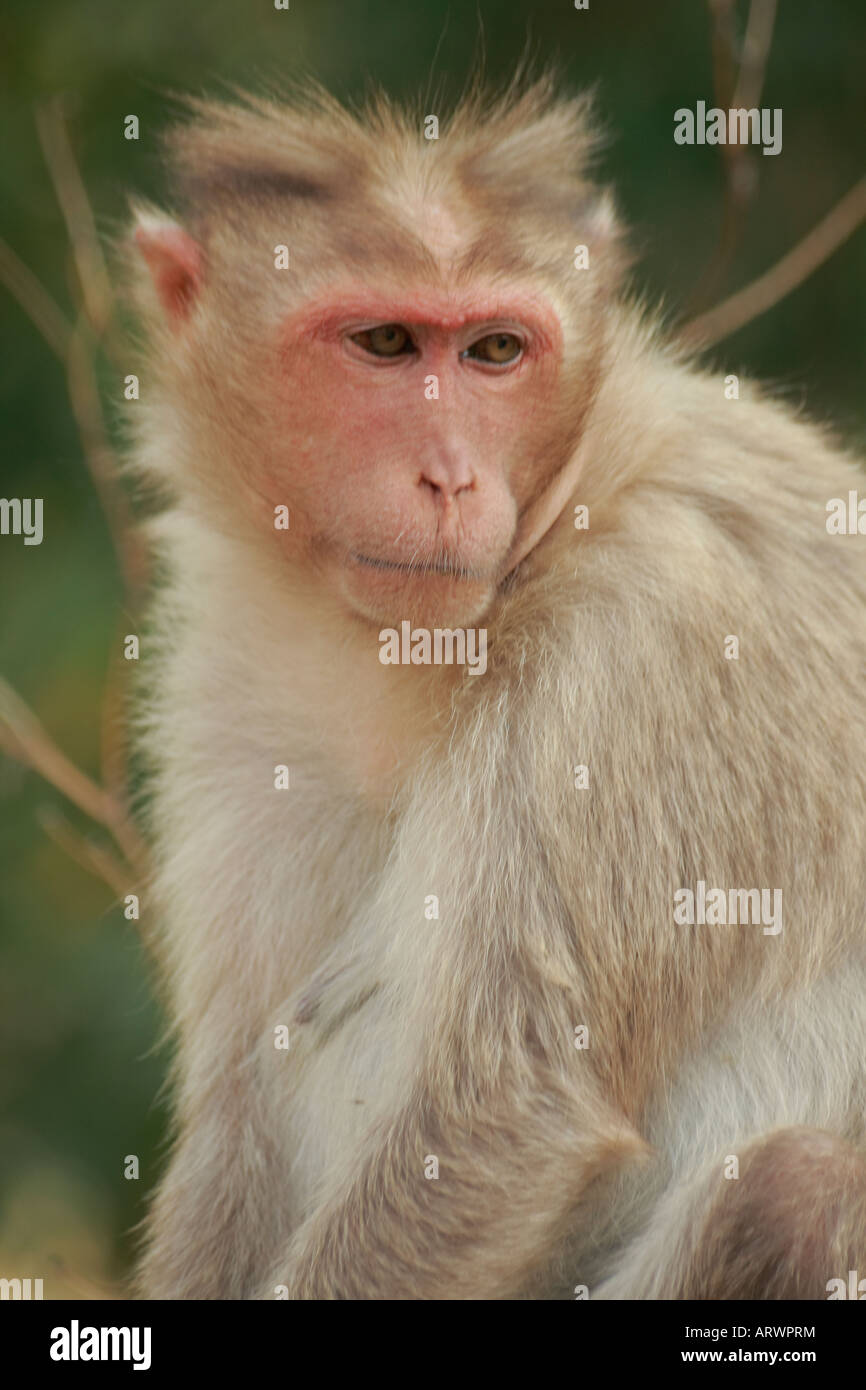 Common Indian Monkey Stock Photo Alamy