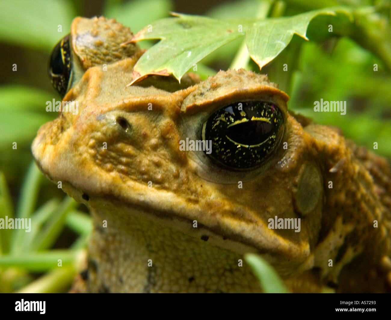 Cane Toad Closeup Stock Photo Alamy