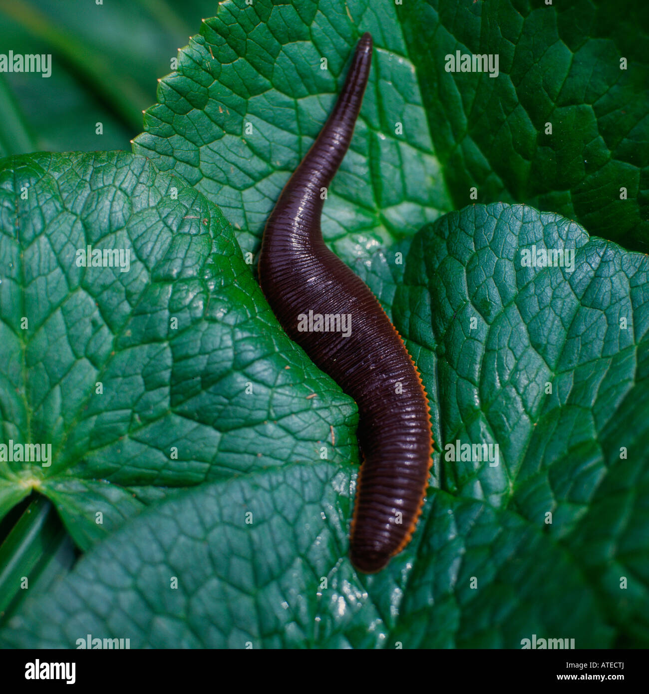 Giant Amazon Leech